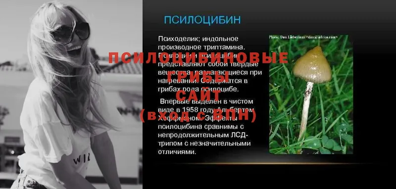 Псилоцибиновые грибы Psilocybe  Краснознаменск 